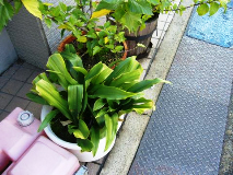 closeup_yao_10.jpg