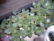 closeup_yao_11.jpg