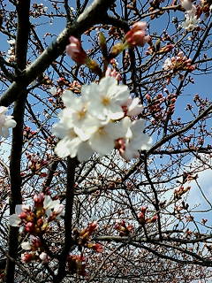 sakura.jpg